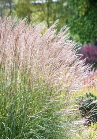MISCANTHUS sinensis Adagio